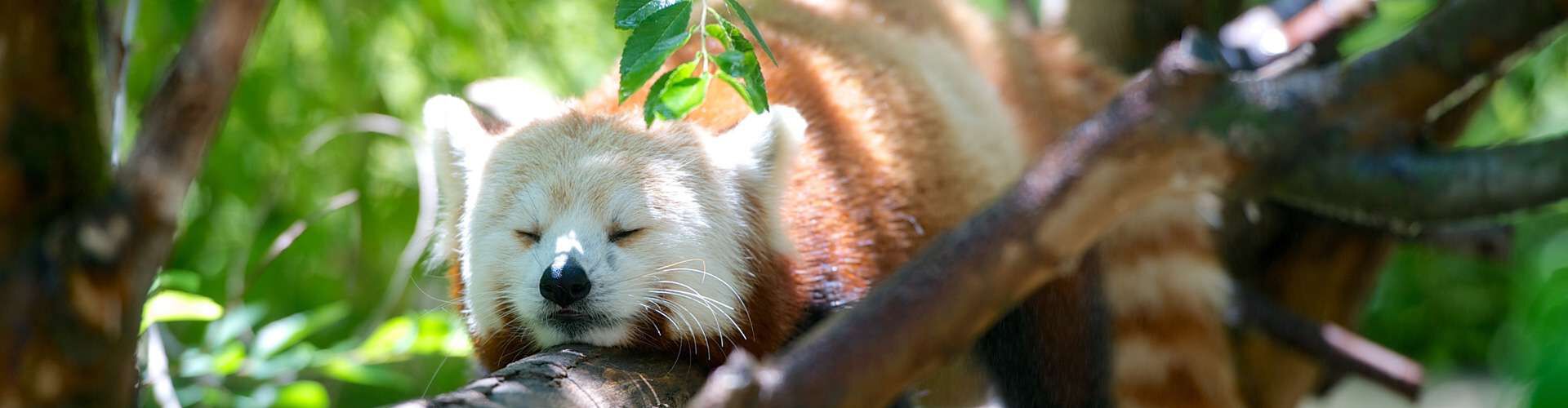 Zoo leuk, een uitje naar de 8 leukste dierentuinen van Nederland